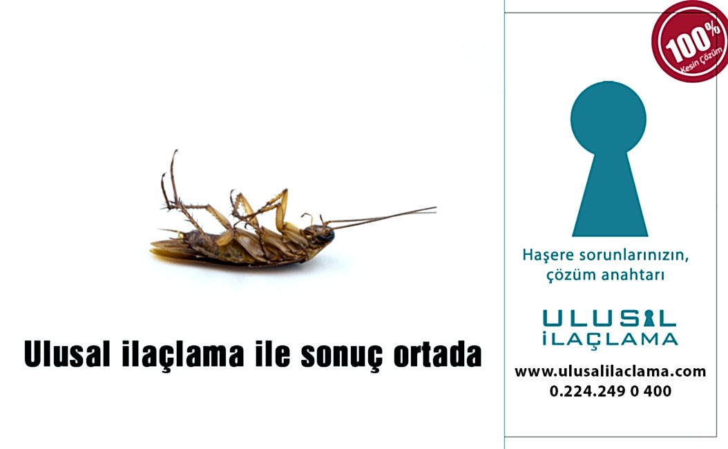 EVİMDE BÖCEK VAR NE YAPMALIYIM...
