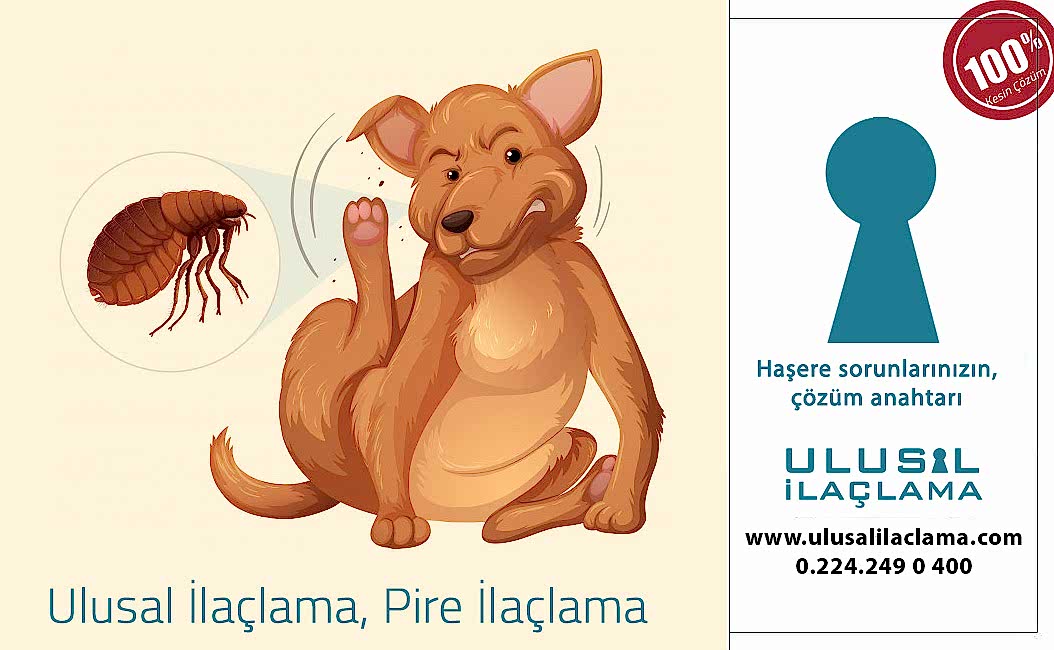 KEDİ VE KÖPEKTEKİ PİRELER İNSANA GEÇER Mİ?...