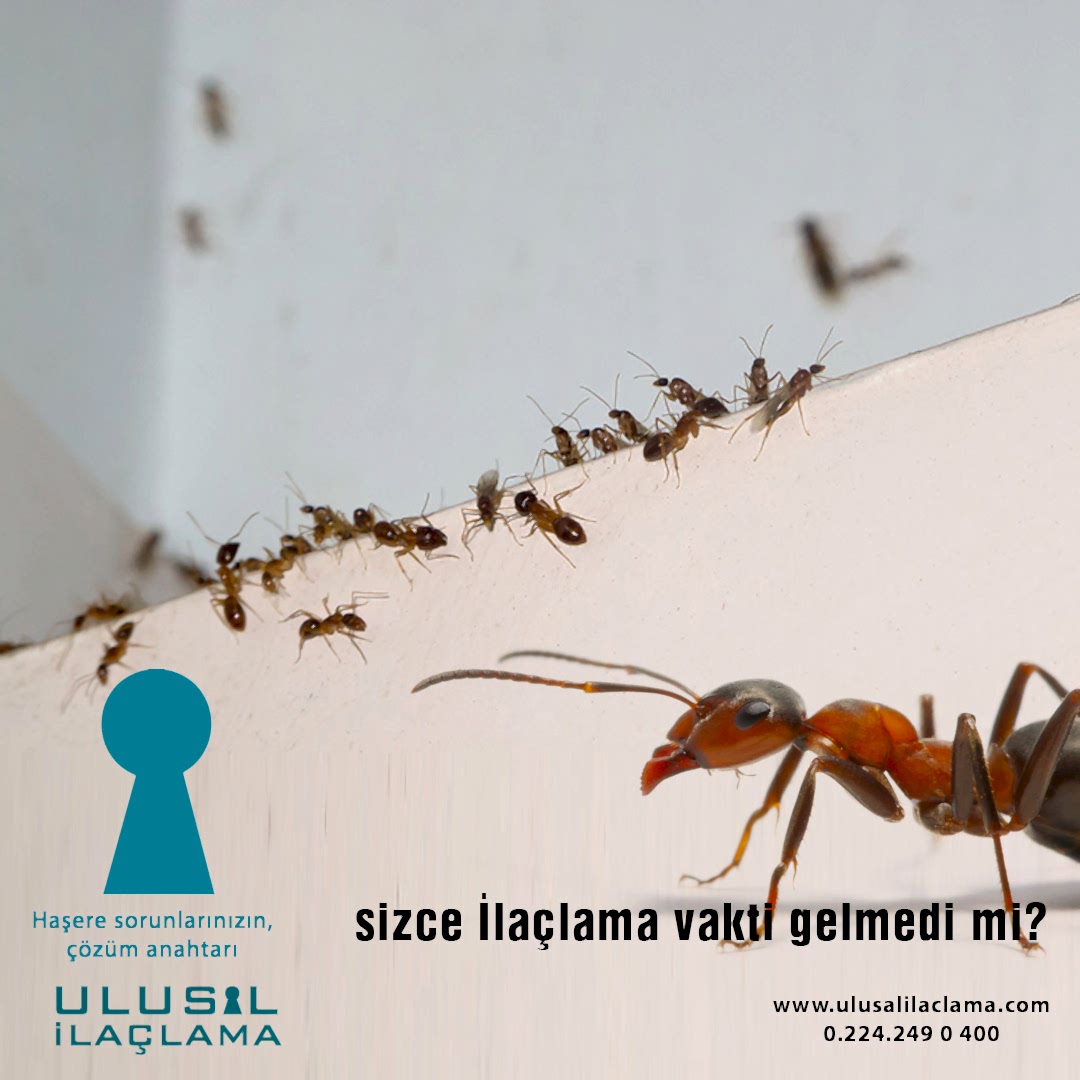 MUTFAKTA KARINCA VAR GEÇMESİ İÇİN NE YAPMALIYIM...