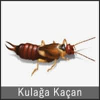 KULAĞAKAÇAN BÖCEĞİ NASIL YOK EDİLİR?...