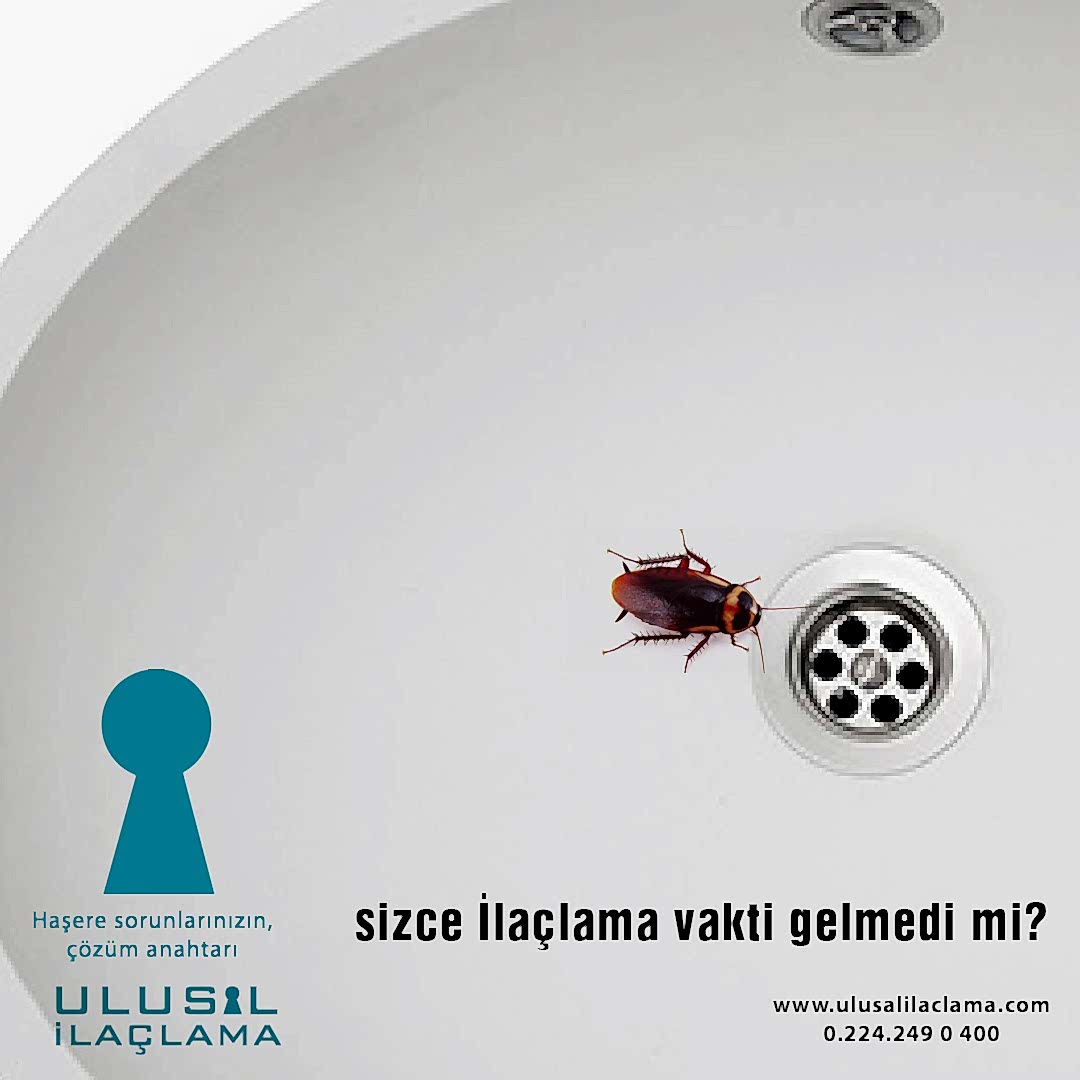 GİDERDEN BÖCEK GELİR Mİ?...