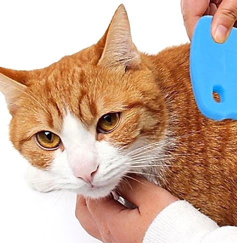 KEDİNİN ÜSTÜNDEKİ PİRELERİ NE YAPMAM LAZIM...