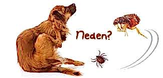 KÖPEĞİMDE PİRE VAR BİZE GEÇER Mİ?...